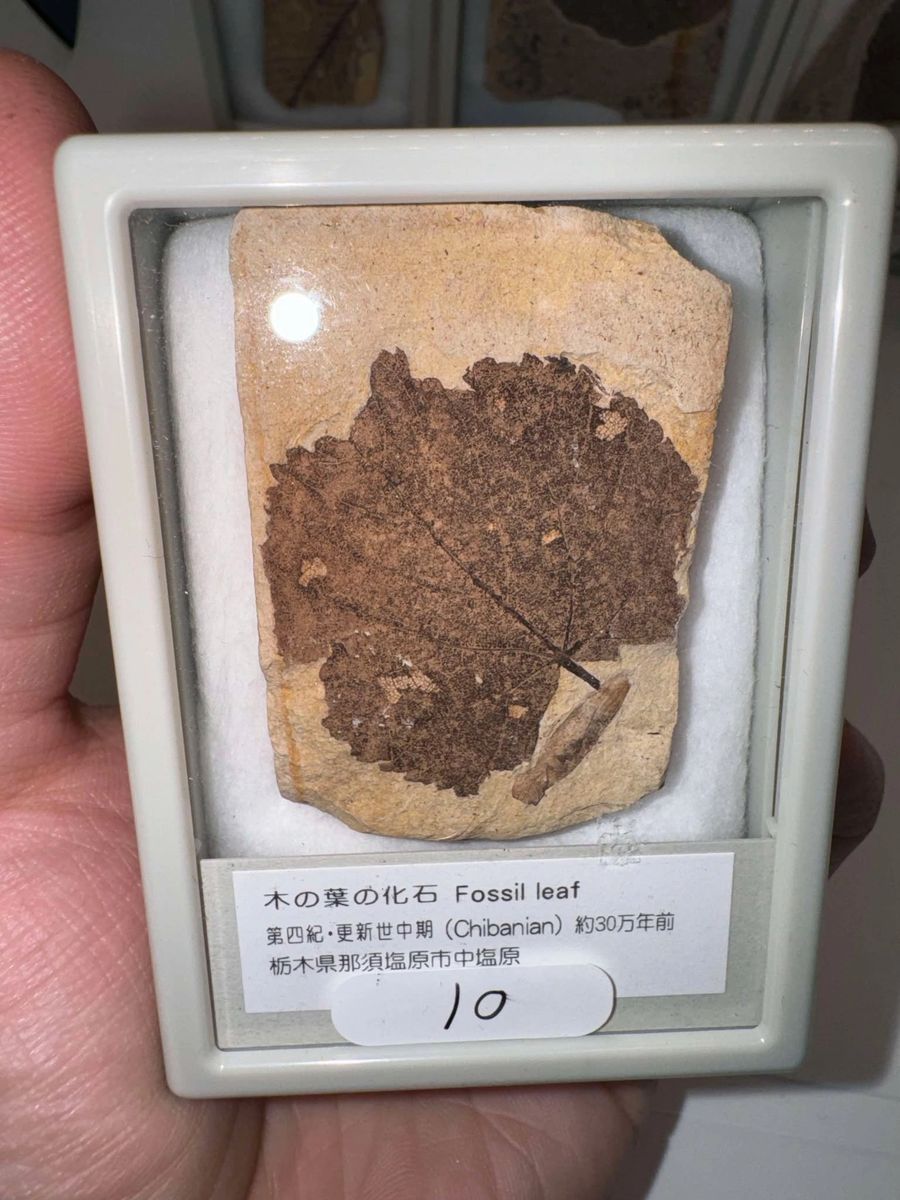 Leaf Fossils from Japan (Set 2)