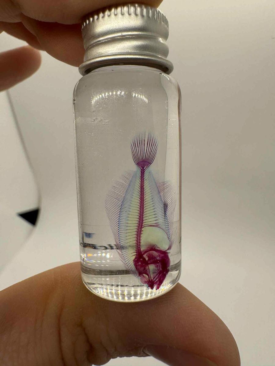 Diaphonized Fish Specimen – Made in Japan
