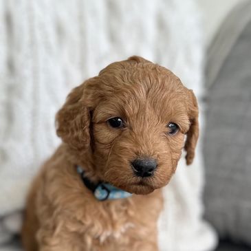 Labradoodles for Sale - Puppies for Sale - Doodles for Sale - Labradoodle Puppies for Sale
