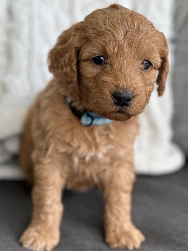 Pumpkin at 6 weeks old