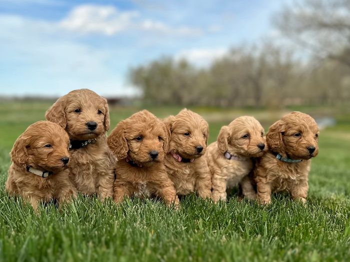 Mini Labradoodles, Minidoodles for sale, Red labradoodles for sales, Puppies for sale