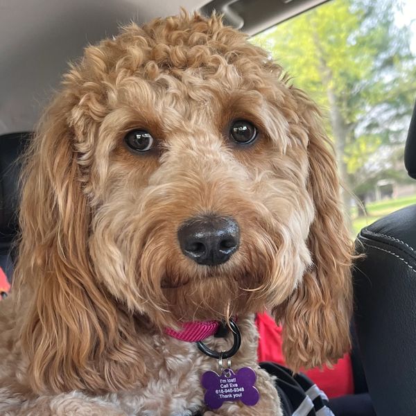 Labradoodles for Sale - Puppies for Sale - Doodles for Sale - Labradoodle Puppies for Sale
