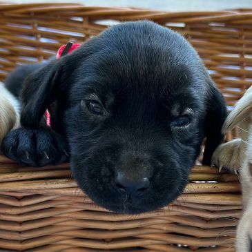 Black Lab Puppies for Sale - Puppies for Sale - Lab Puppies for Sale - Black Labrador Puppies 