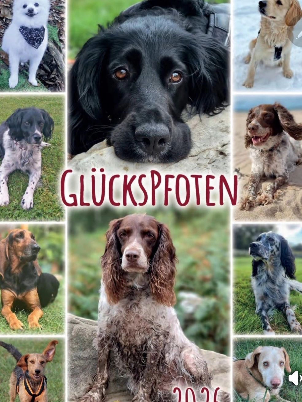 Hundekalender 2026 Tierschutz
