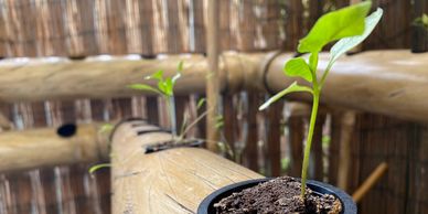 Custom UrbNrootZ Wood-looking NFT Towers for aquaponics or hydroponics
