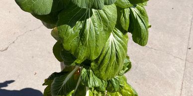 Custom UrbNrootz Vertical Wood-looking towers (patent pending) with Bok-Choy ready for delivery. Hyd