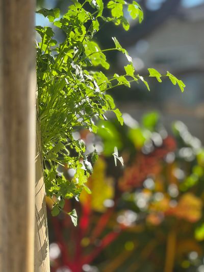 Custom UrbNrootZ vertical grow pipe with fresh organic cilantro growing out from it