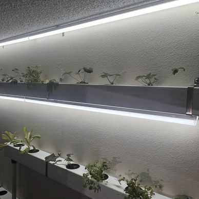 Indoor plants growing under LED grow lights on shelves.