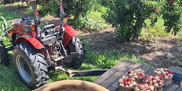 Red tractor parked near apple baskets in an orchard.