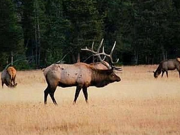 Elk in the fall grass