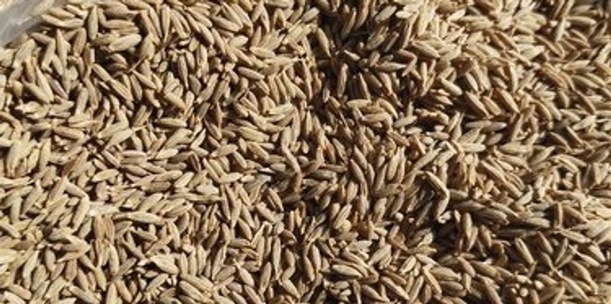Premium Export Cumin Seeds 