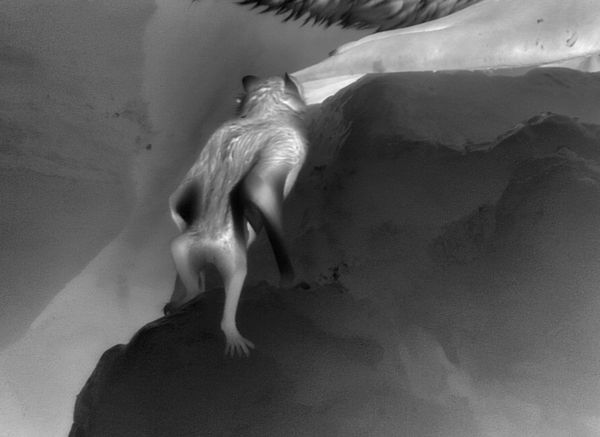 Vampire Bat feeding on a fur seal. Filmed by cameraman Luke Barnett for Netflix Night on Earth.
