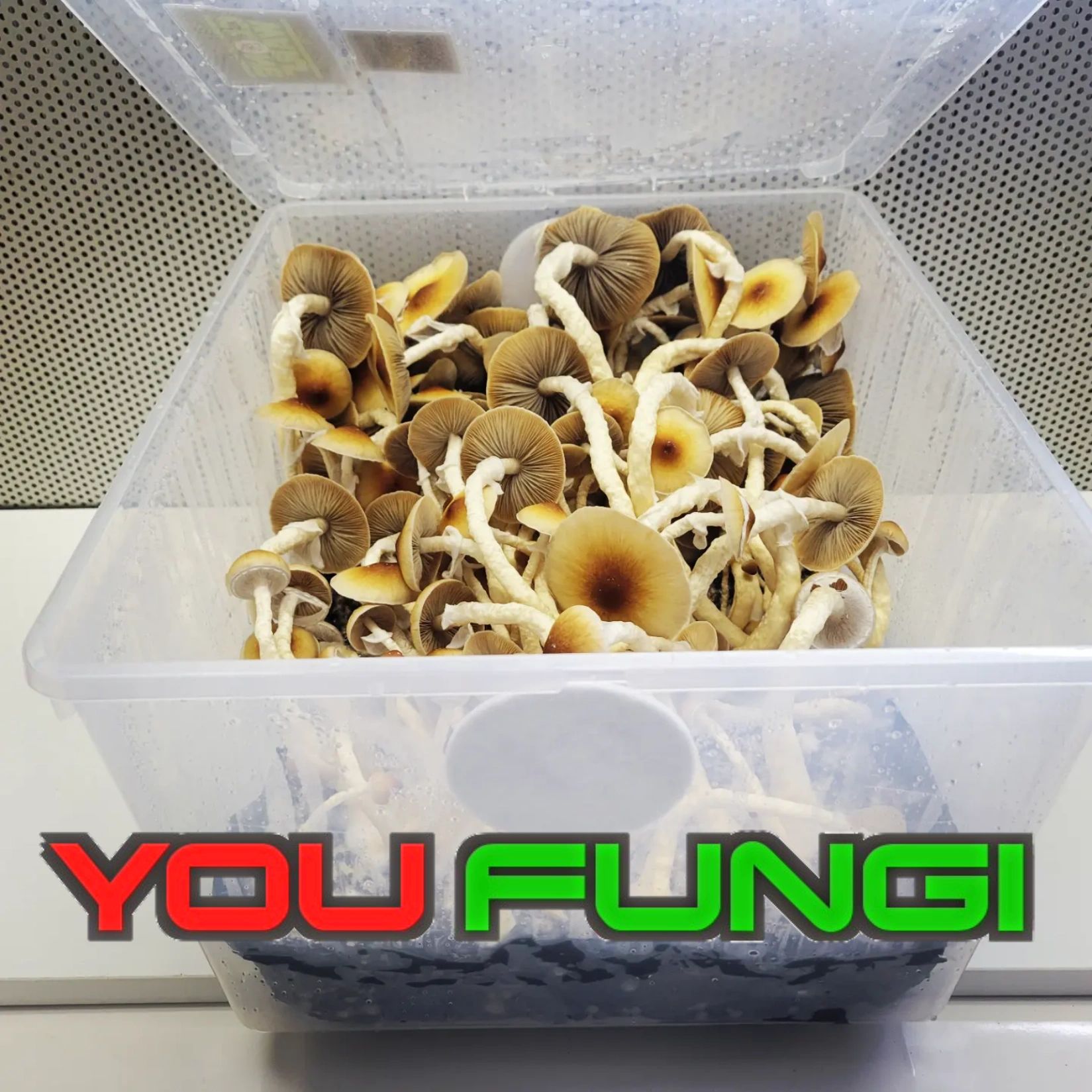 Magic Mushroom Genetics
Mushroom Spawn & Substrate
Psychedelic Grow Kits & Learning
ramushrooms.ca