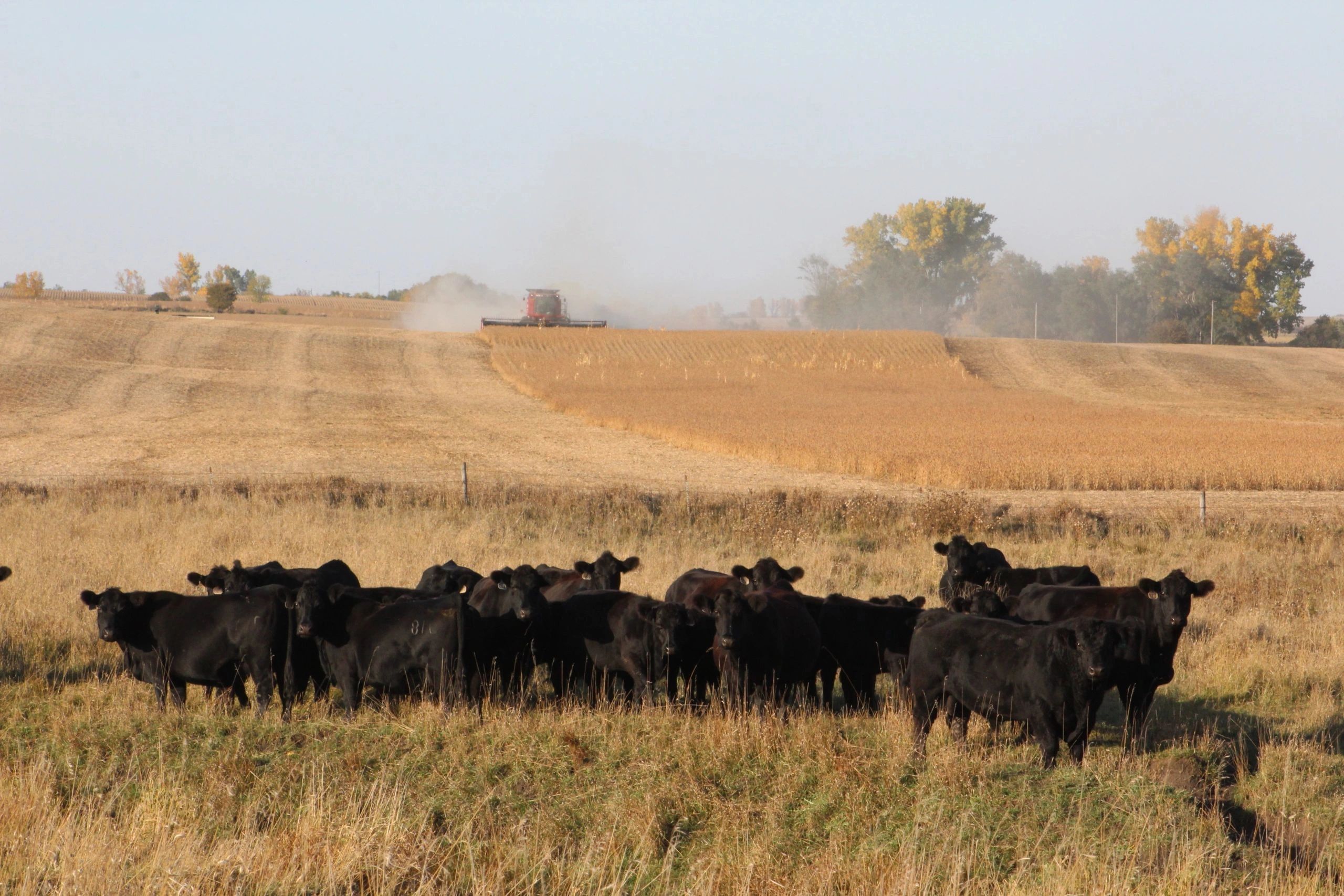 Helping in overseeing the admin., financial, human resources, record keeping & estate planning.  