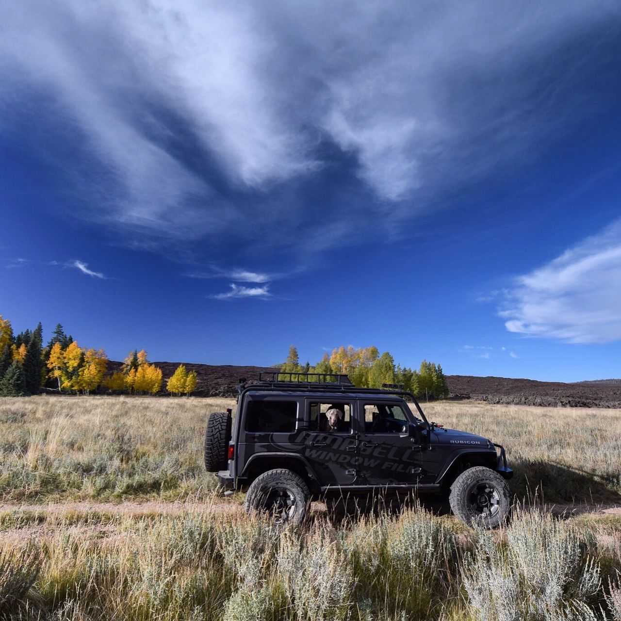 Blue in the Jeep moments before running free near lava field