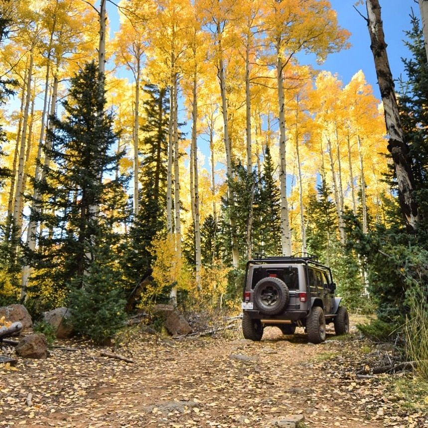 Fall leaves near Duck Creek Utah