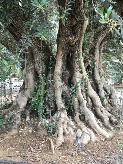 Mature Olive Trees