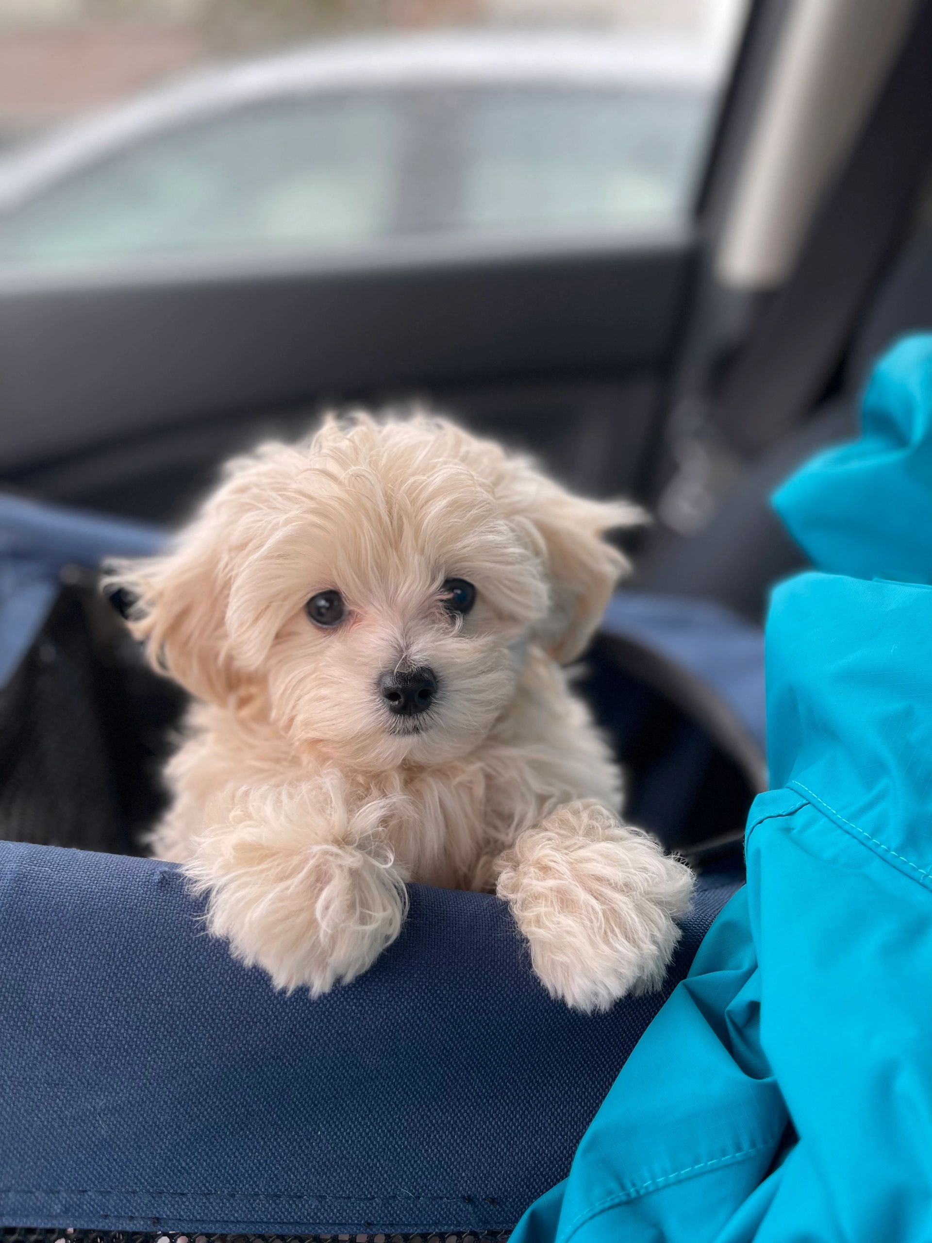 Maltipoo Teacup Puppies Store Website Www pinnaxis