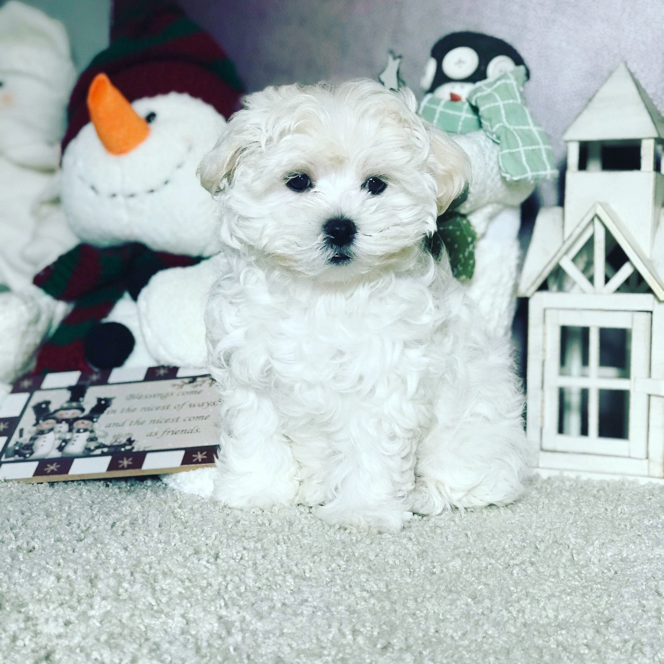 micro maltipoo price