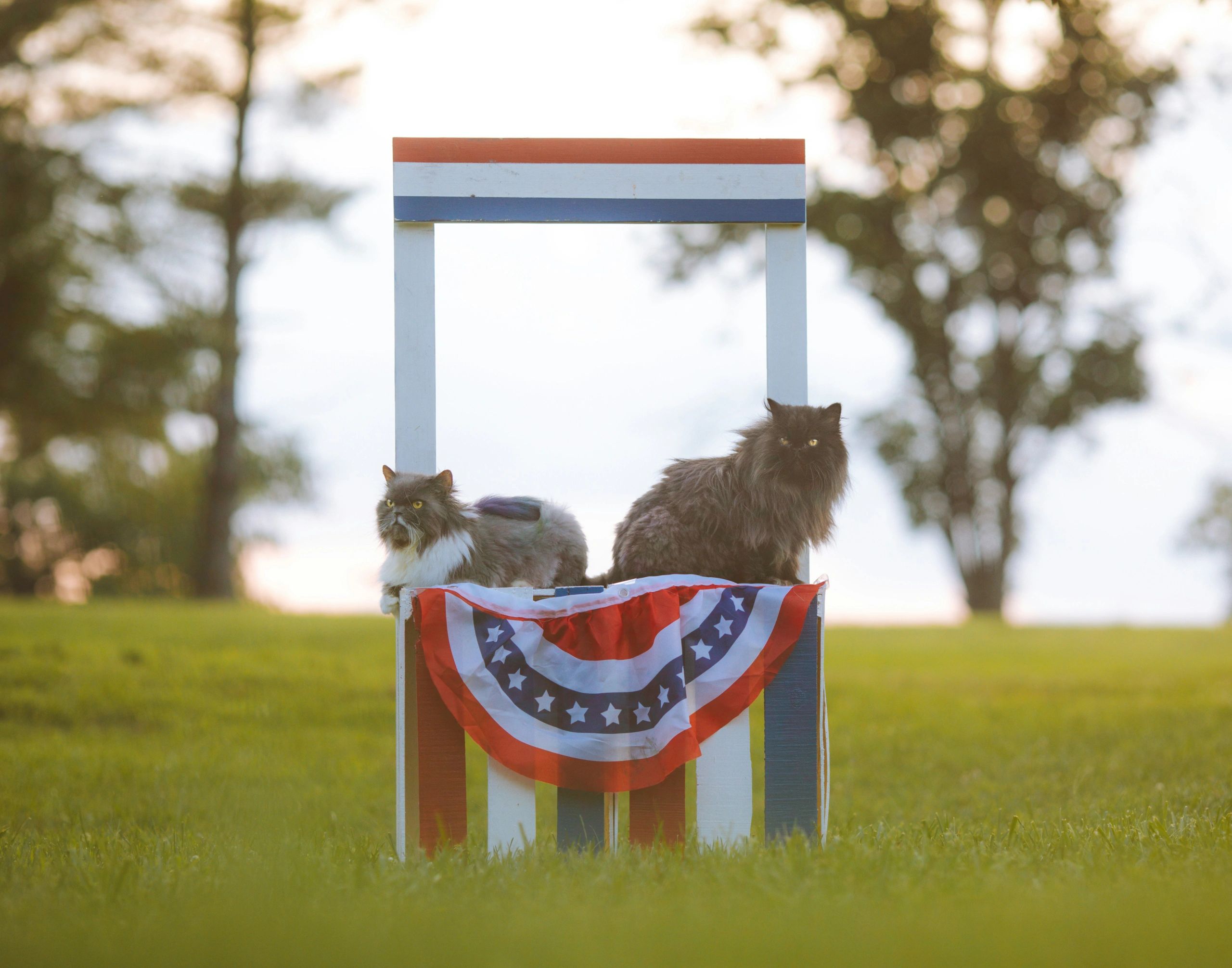 Taking Your Cat to the United States; a Step by Step Guide