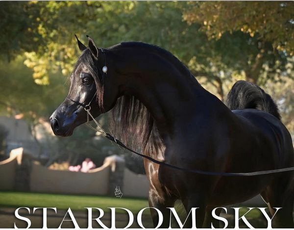 A majestic black horse named Stardom Sky.