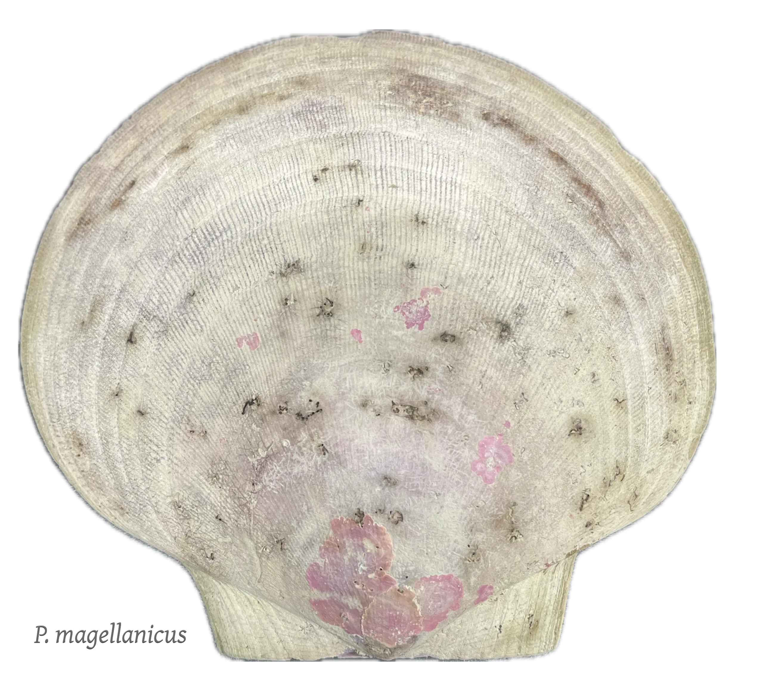 An atlantic sea scallop (left valve) with rotaliths around the hinge surface 