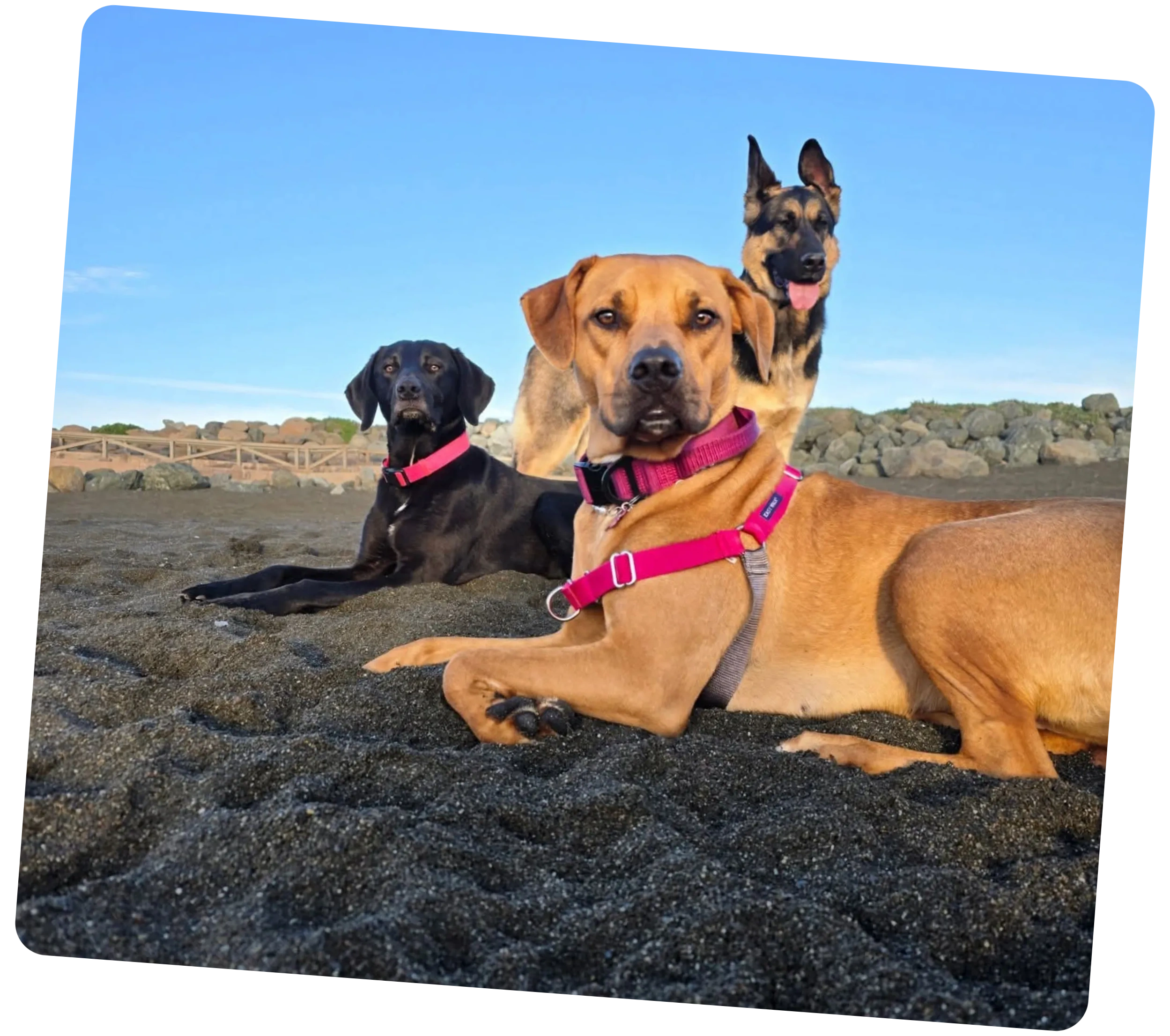 Bark & Beyond cover