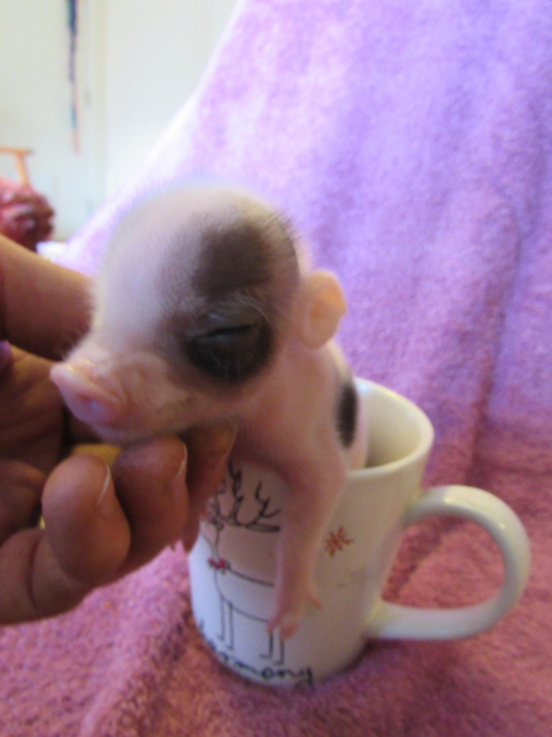 What you really need to know about owning a teacup, micro, or pet mini pig., image size:1811x2415