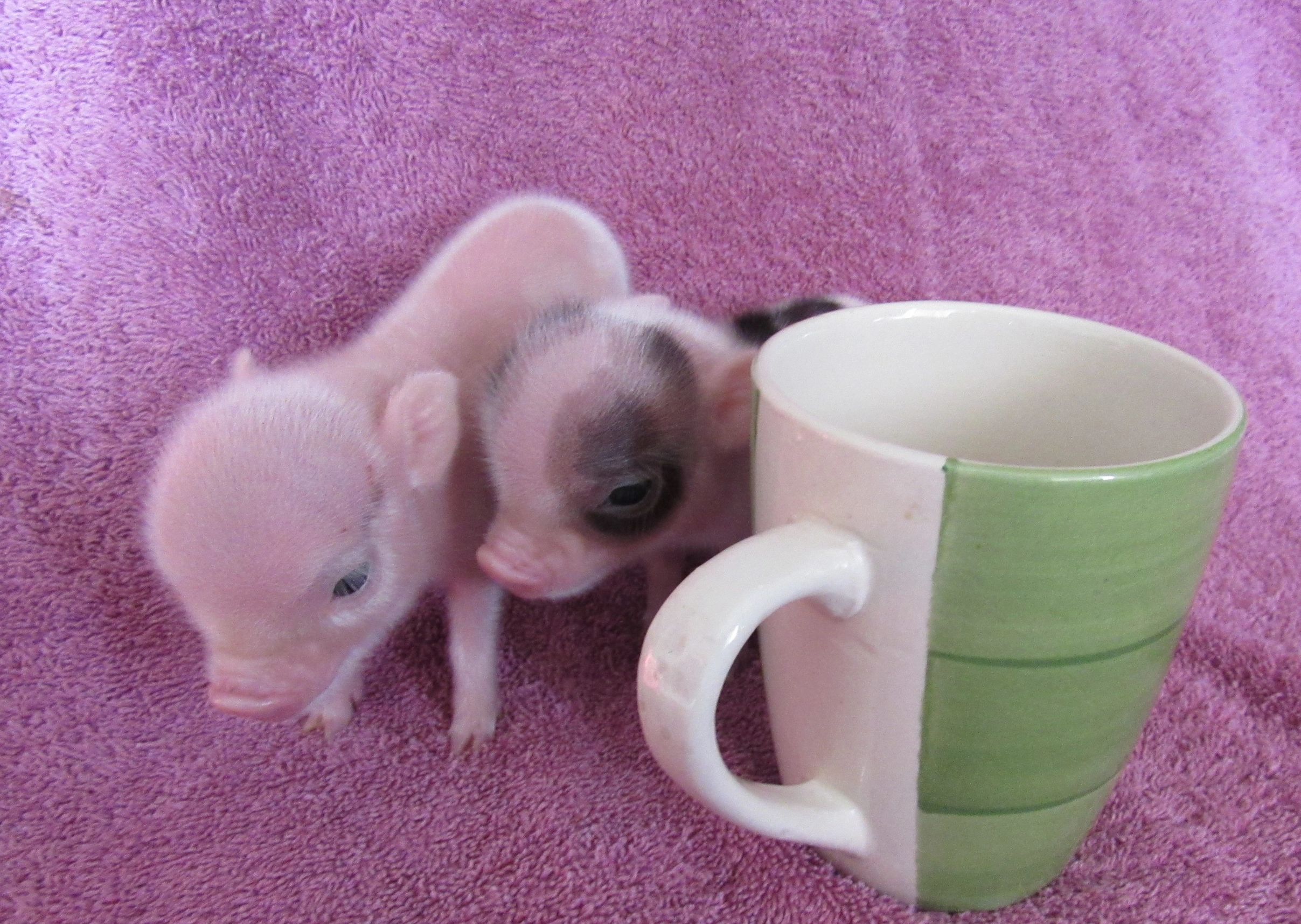 We will have a mini pig or two love the pink with black spots, image size:2415x1716