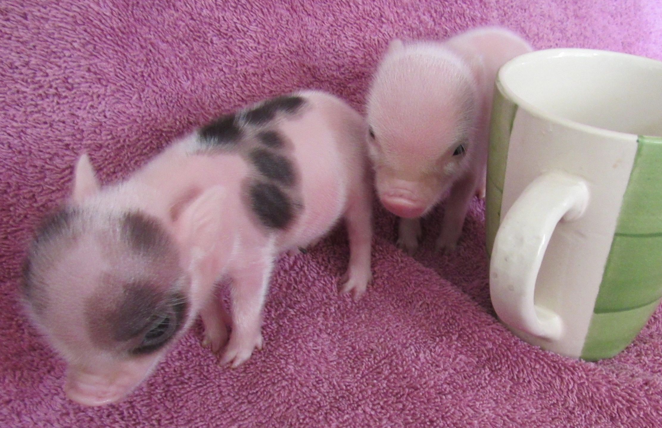 A cute, small, pink newborn mini pig is held in the hand Stock Photo - Alamy, image size:2223x1438