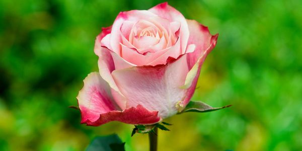 PINK ROSES | Flora Ola