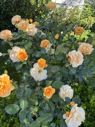 A vibrant garden bush with blooming orange and white roses.