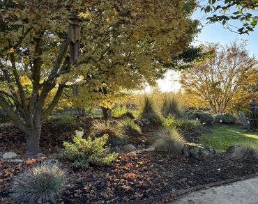 A serene garden with trees and shrubs in autumn sunlight.