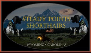 Steady Points Shorthairs, LLC