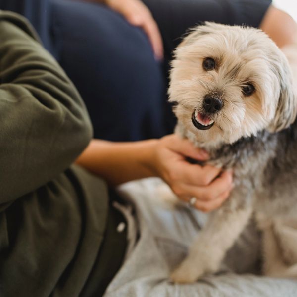 A dog with a mothers pregnant belly in the back