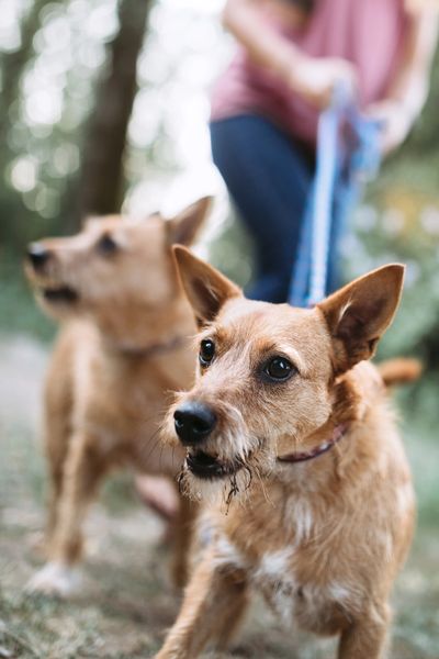 Two small tan terriers straining on the leash and barking while their handler tries to hold them bac