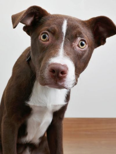 A reactive or overstimulated brown and white dog looking at camera.