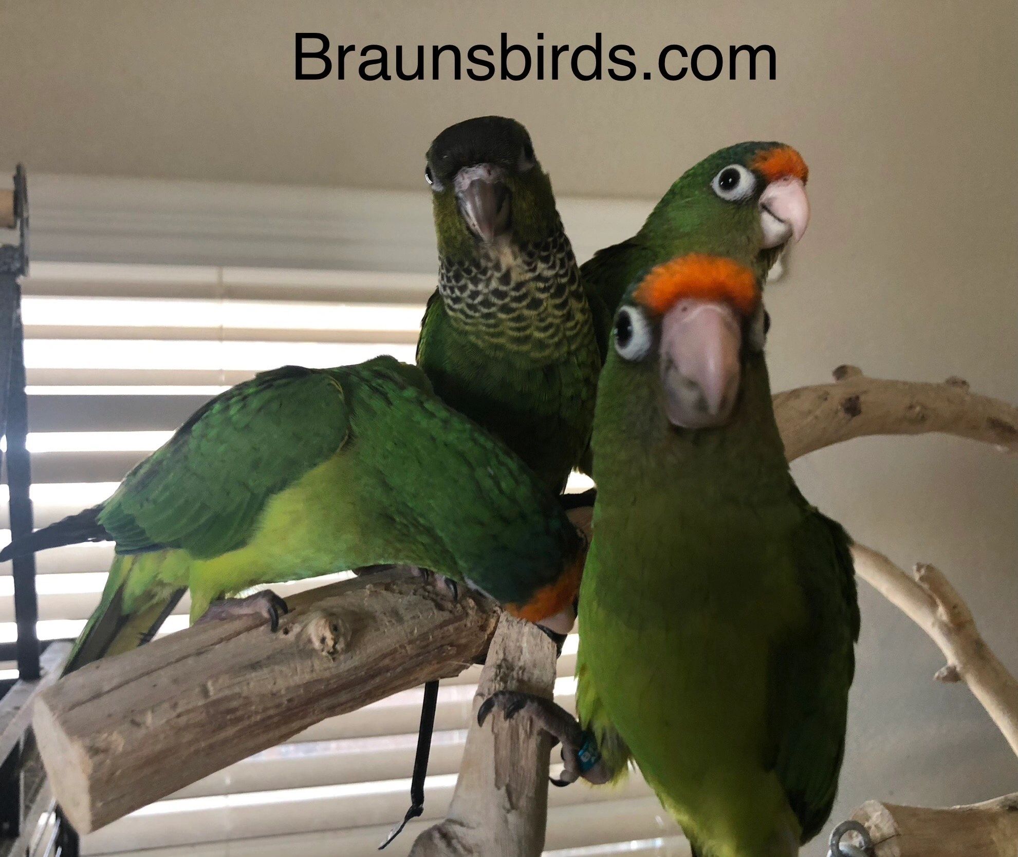 Halfmoon Conures and other babies!