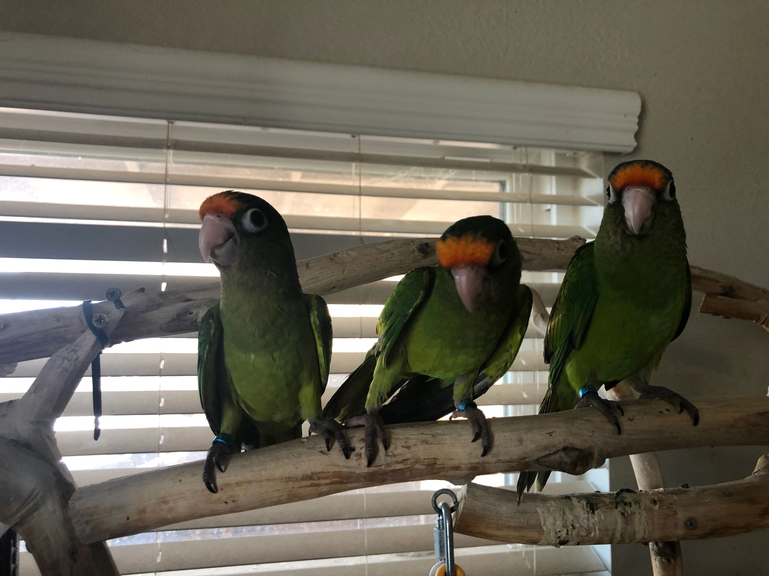 Do Half Moon Conures Talk