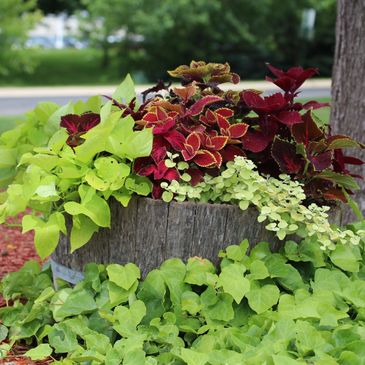 Beautiful flowers in a garden