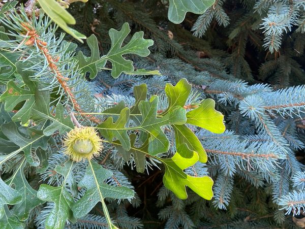 Detailed close up of a Colorado blue spruce tree & green oak leaves and a fuzzy, green acorn.
