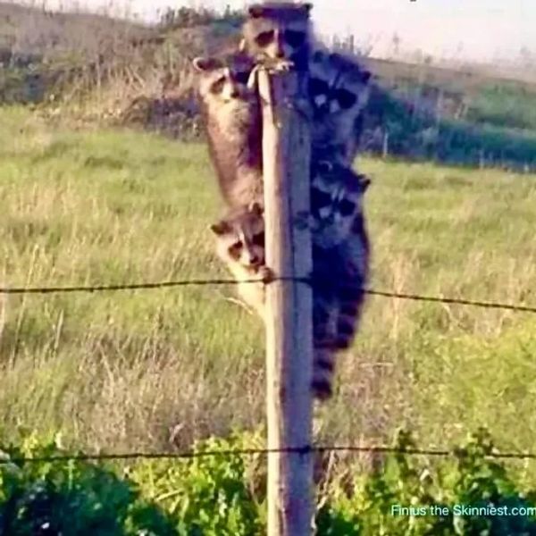 Five raccoons gripping a fence post in a very orderly way.
