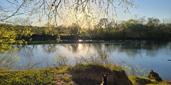 Dog overlooking a calm river at sunset surrounded by trees.