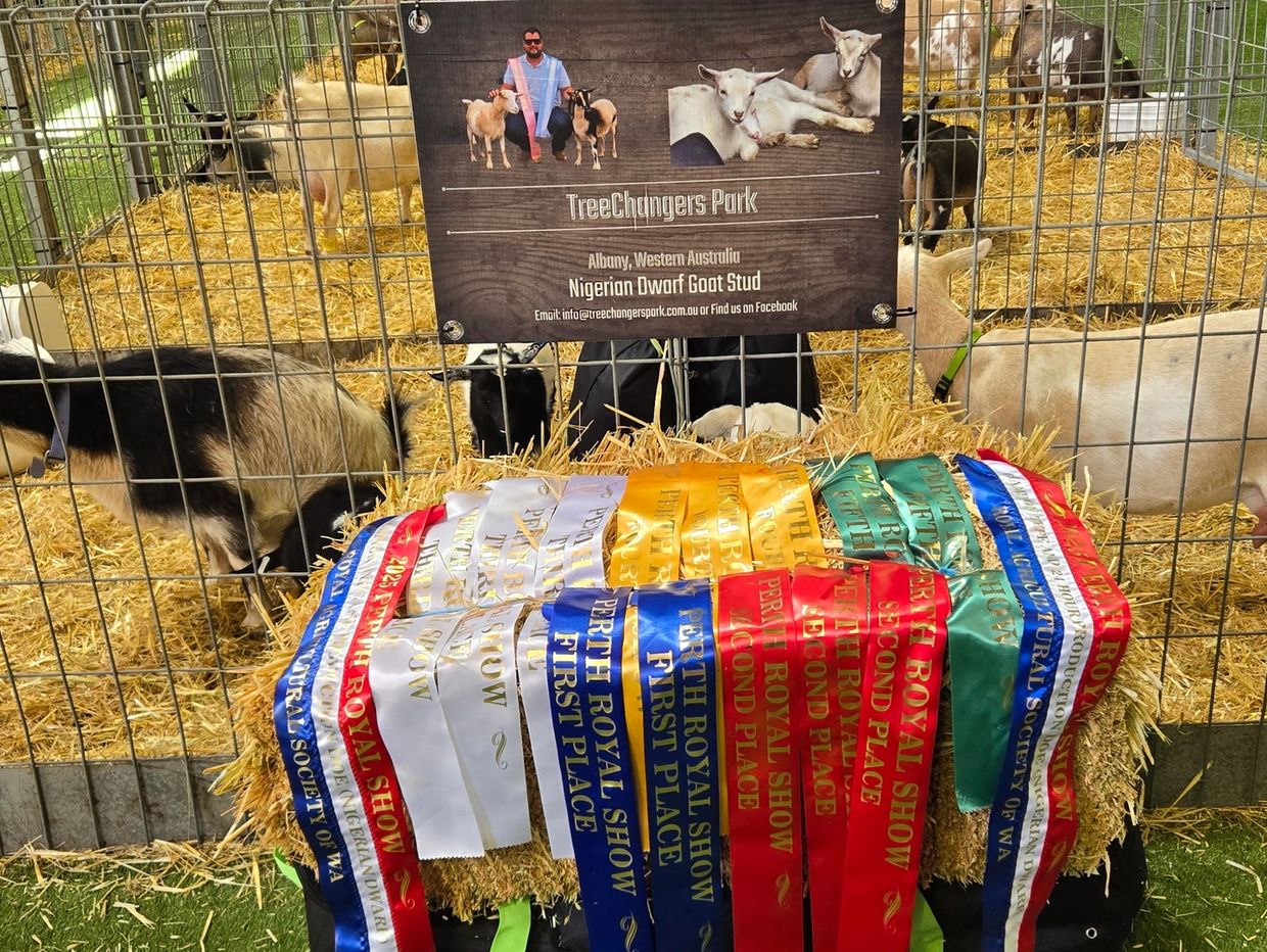 Nigerian Dwarf goats behind a fence with award ribbons displayed.