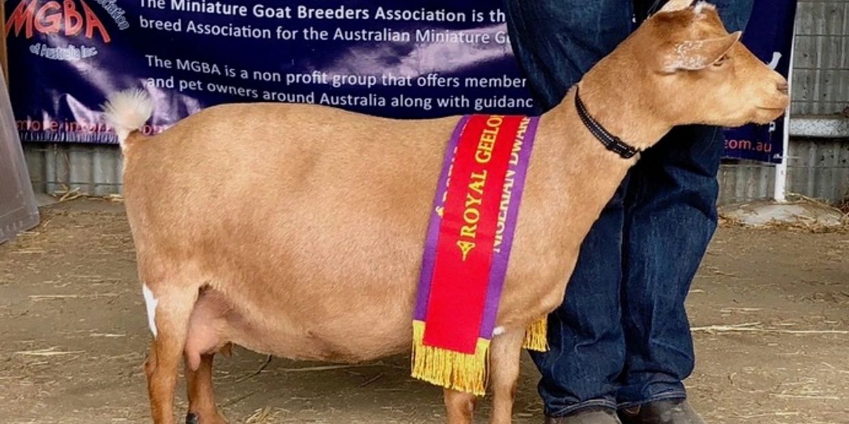 Miniature goat wearing a red and purple award sash at a show.