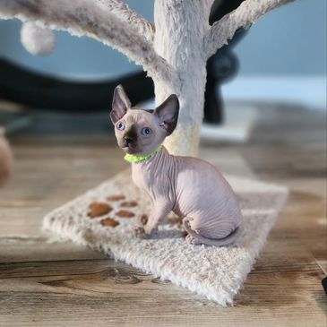 sphynx breeders near me