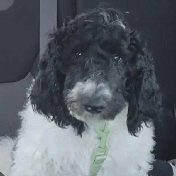 Curly black and white puppy sitting.