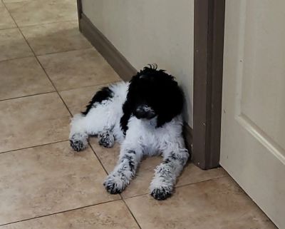 Black and white dog lying on tiled floor near door.