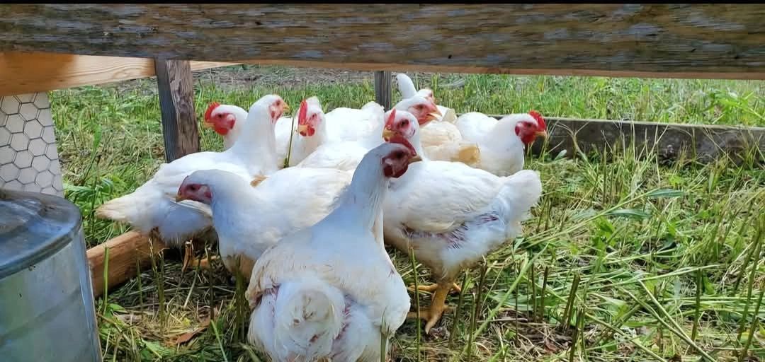 Bowen Family Farm photo 4
