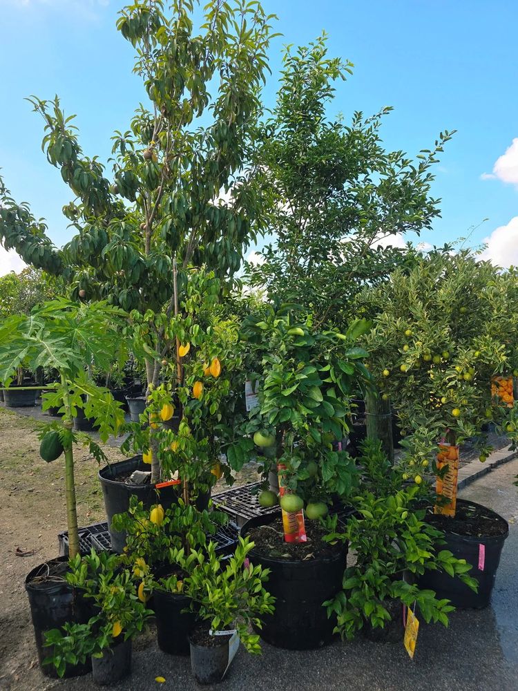 Ready to start your garden food forest?  our plant nursery offers both large and small healthy fruit trees.  